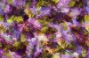 digital printed chiffon fabric