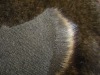 fake fox fur