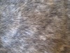 fake rabbit fur/short pile fur