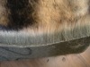 faux fur cover