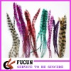 feather for decoration