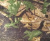 forest camo fabric