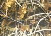 forest camo fabric