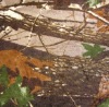 forest camo fabric