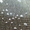glitter mesh fabric
