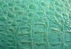green crocodile leather