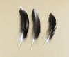 grizzly rooster feathers,roster feathers,feather extensions,