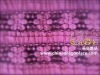 hot plicated spandex lace fabric for 2012