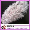 hot sell  ostrich feather