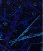 knitted Printed sofa fabric bonded 3mmsponge
