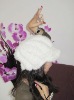 knitted rabbit fur hat in white colour