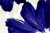 large blue flower cotton satin fabric