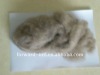 light brown raw cashmere fiber