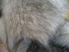 long hair plush fur