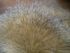 long hair plush fur