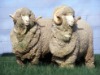 merino wool