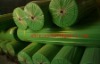 non woven bag material(PPSB)