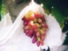 nonwoven fabric for fruit cover