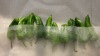 nonwoven fabric for vegetables