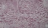 nylon lace fabric