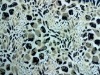 nylon spandex lace printed fabric