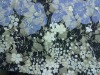 nylon spandex lace printed fabric