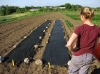 organic mulch