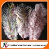 ostrich feather with motif