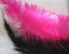 ostrich feathers