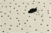 plain printed cotton fabric