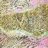 polyamide knitted fabric/golden gilding spandex  fabric /nylon fabric  textile