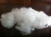 polyester fiber