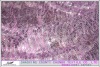 polyester mesh with all over 2 item spangle embroidery fabric