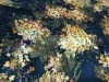 printed 100%silk with metallic opal fabric