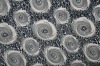 printed ef velboa