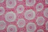 printed ef velboa