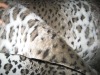 printed plush fur fabric