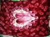 printed polyester blanket