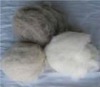 pure cashmere fiber