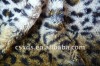 pure polyester knitting velboa decorate fabric