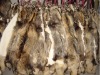 raccoon  fur