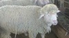 rambouillet sheep wool