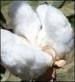 raw cotton