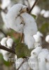 raw cotton