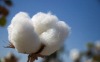 raw cotton