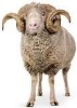 raw sheep wool 100%