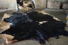 raw wet salted cow head hide..