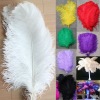 real ostrich feathers