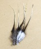 roster feathers