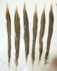 roster feathers, Pheasant Feather, grizzly rooster feathers, hair feathers wholesale